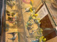 -青石桥花鸟鱼虫市场(叠翠城店)