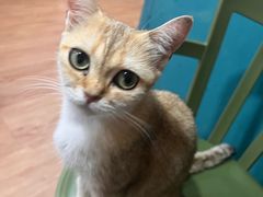 -猫小院猫主题餐厅(南锣旗舰店)