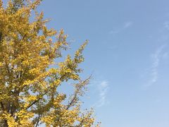 -新江湾城公园