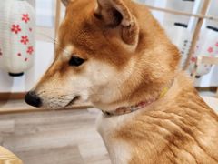 -柴迷FANS CLUB·柴犬狗咖·猫咖