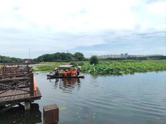 -荷塘月色湿地公园·向阳花洲