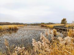 -野鸭湖国家湿地公园