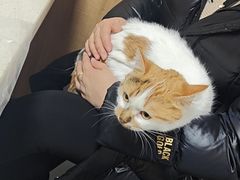 -瑞派宠物医院·24h·骨外科·皮肤科·全科宠物医疗转诊中心(沈阳浑南院)