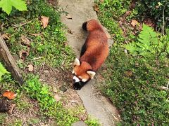 -都江堰中华大熊猫苑