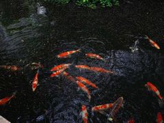 -香然会·园林雅宴(陆家嘴店)