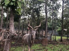 -清迈夜间动物园