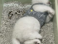 -屋虎猫馆(宝安大仟里店)