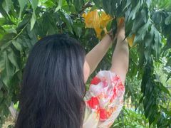 -老袁家蜜桃农场·阳山水蜜桃