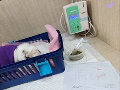 -北京观赏动物医院·24小时大型综合·猫专科·异宠专科