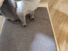 -滚猫咖啡·猫咖·猫友好撸猫(未来城店)