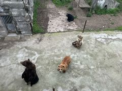 -哈尔滨北方森林动物园