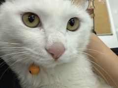 -纳吉亚猫专科动物诊疗中心(蒋宅口分院)