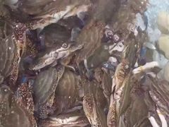 -浪琴湾尾角仔海鲜坊