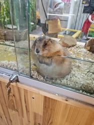 -神奇动物撸宠馆·羊驼·小浣熊·异宠(豫园店)