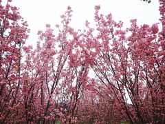 -天适樱花悠乐园