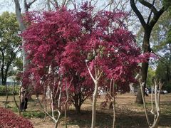 -武汉大学-樱园