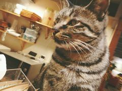 -猫的天空之城概念书店(西塘古镇店)