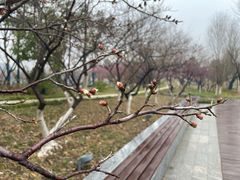 -洋湖国家湿地公园