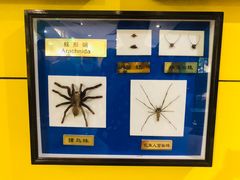 -上海昆虫博物馆