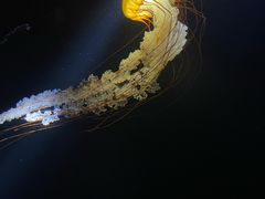 -欢乐海岸海洋奇梦馆