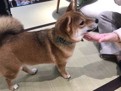 -逗柴咖啡屋·狗咖猫咖宠物桌游
