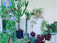 -唐咖精品咖啡(大理古城手冲店)