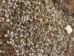 景点-尼甘布海鲜市场