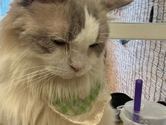 -楼上猫咖(罗湖店)