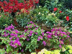 -桂林市花鸟市场