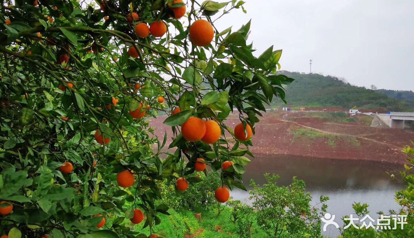 摘长寿湖血脐,吃农家乐的农家饭