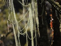 -叠溪松坪沟景区