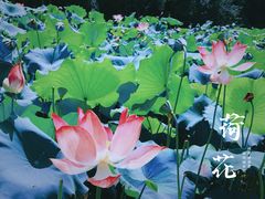 -金山公园
