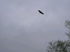 空中掠食者-钏路市丹顶鹤自然公园
