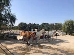 -中加枫华国际学校