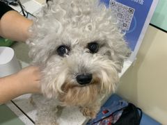 -天宠宠物医院24小时·急重症诊疗中心·全科·腔镜特色(和平分院)