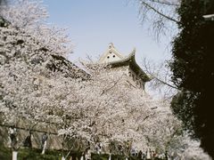-武汉大学-樱园