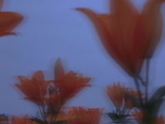 -紫颐香薰山谷景区