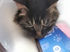 -安安宠医·安宠宠物医院