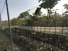 -菊园百果园