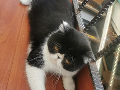 -猫小院猫主题咖啡厅(北锣店)