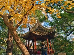 -秋霞圃