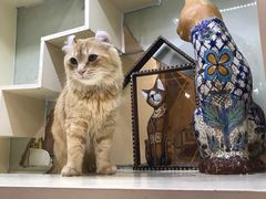 -猫小院猫主题咖啡厅(北锣店)