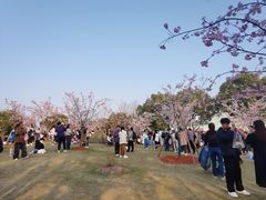 -顾村公园3号门停车场