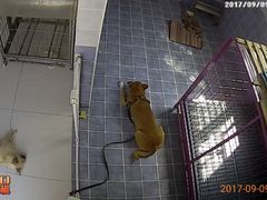 -波姐宠物家庭寄养