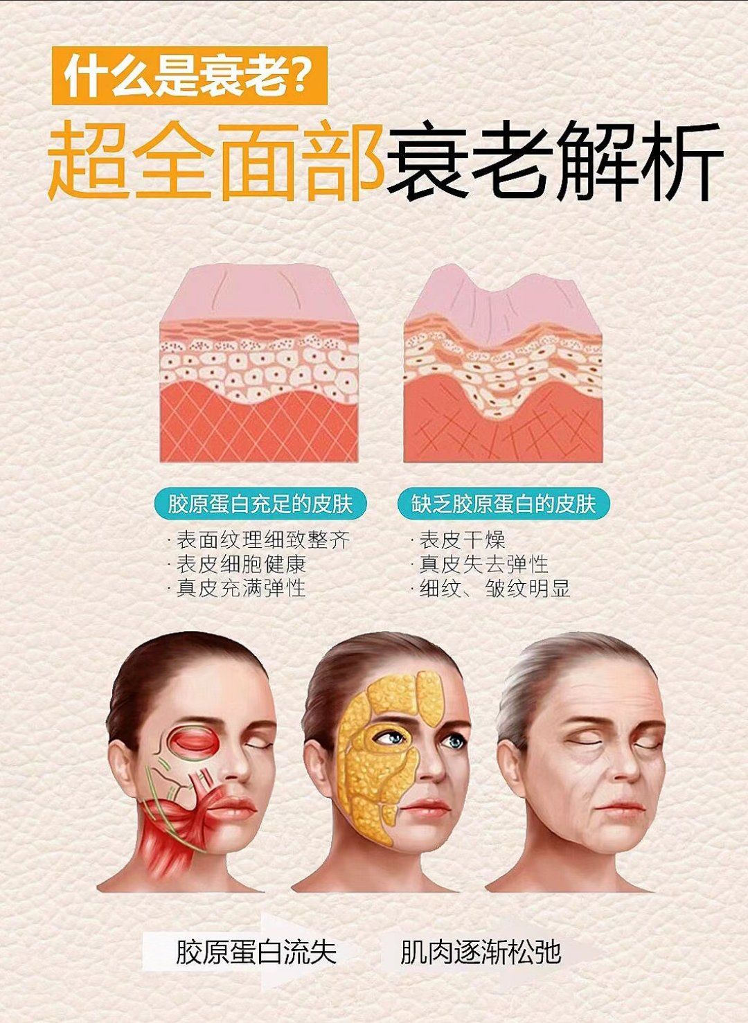 超全面部衰老解析