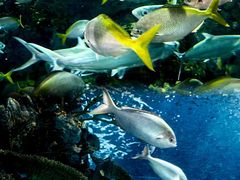 -上海海洋水族馆