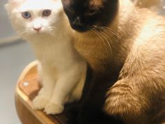 -飞行喵MR PILOT|猫舍·猫咖(静安大融城店)