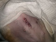 -瑞派动物医院·猫专科·至诚(江南中分院)