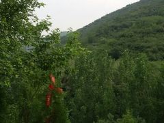 android_upload_pic-蒙山大佛景区