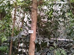 -呀路古热带植物园